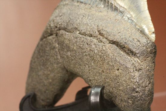新生代の最大級凶暴ザメ!メガロドンの歯化石(megalodon)(その9)