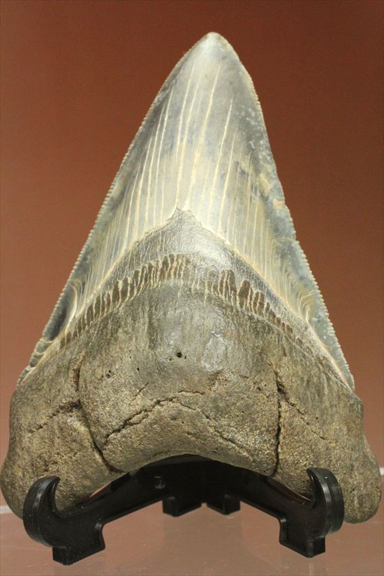 ギザギザ!シンメトリーのとれた、メガロドンの歯化石(megalodon)(その1)