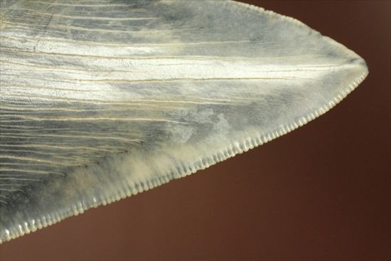 ギザギザ!シンメトリーのとれた、メガロドンの歯化石(megalodon)(その10)