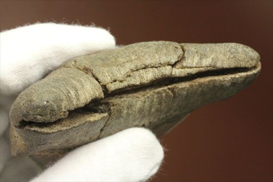ギザギザ!シンメトリーのとれた、メガロドンの歯化石(megalodon)(その11)