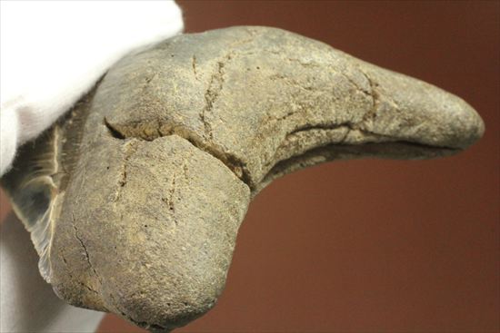ギザギザ!シンメトリーのとれた、メガロドンの歯化石(megalodon)(その12)