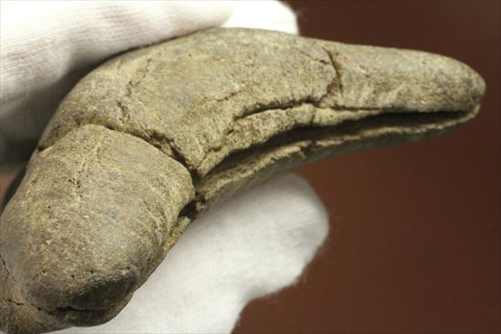 ギザギザ!シンメトリーのとれた、メガロドンの歯化石(megalodon)(その13)