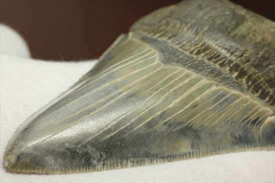 ギザギザ!シンメトリーのとれた、メガロドンの歯化石(megalodon)(その14)