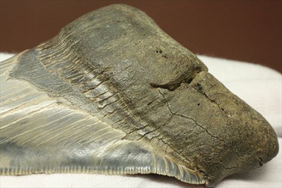 ギザギザ!シンメトリーのとれた、メガロドンの歯化石(megalodon)(その15)