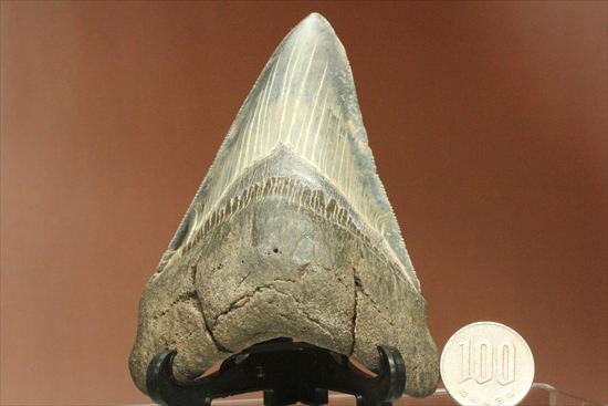 ギザギザ!シンメトリーのとれた、メガロドンの歯化石(megalodon)(その16)