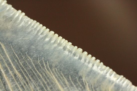 ギザギザ!シンメトリーのとれた、メガロドンの歯化石(megalodon)(その19)