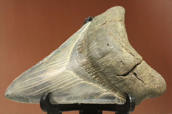 ギザギザ!シンメトリーのとれた、メガロドンの歯化石(megalodon)(その2)