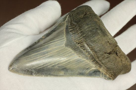 ギザギザ!シンメトリーのとれた、メガロドンの歯化石(megalodon)(その3)