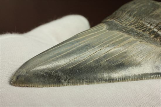 ギザギザ!シンメトリーのとれた、メガロドンの歯化石(megalodon)(その4)
