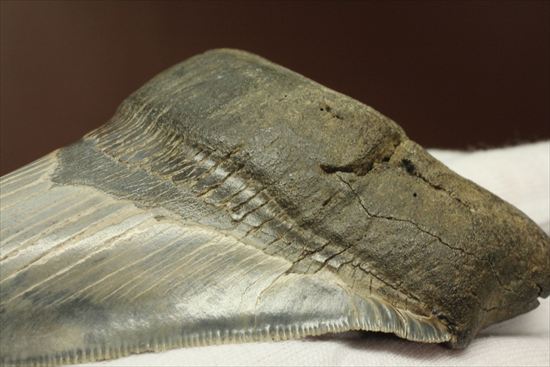 ギザギザ!シンメトリーのとれた、メガロドンの歯化石(megalodon)(その5)