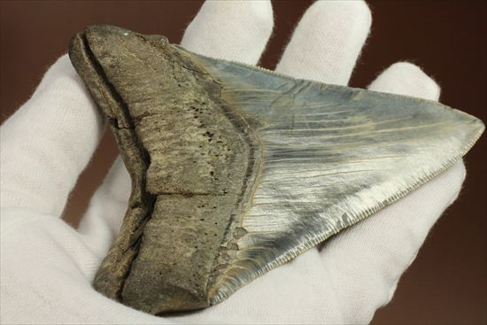 ギザギザ!シンメトリーのとれた、メガロドンの歯化石(megalodon)(その6)
