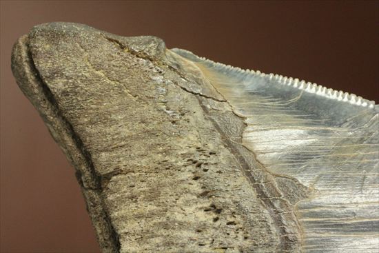 ギザギザ!シンメトリーのとれた、メガロドンの歯化石(megalodon)(その7)