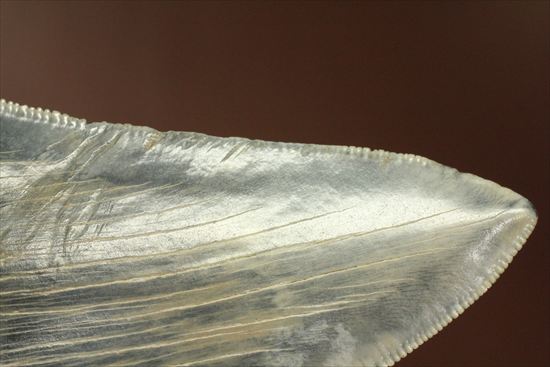 ギザギザ!シンメトリーのとれた、メガロドンの歯化石(megalodon)(その8)
