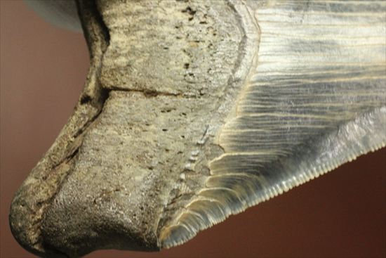 ギザギザ!シンメトリーのとれた、メガロドンの歯化石(megalodon)(その9)