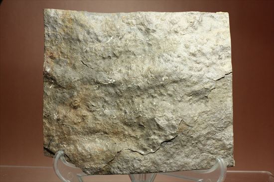 1億9000万年前ジュラ紀の恐竜足跡化石グラレーター（Grallator Dinosaur Track)（その7）
