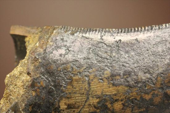 インナーセレーションの保存状態抜群！ルート部に厚みのあるティラノサウルス歯(Tyrannosaurus)（その11）