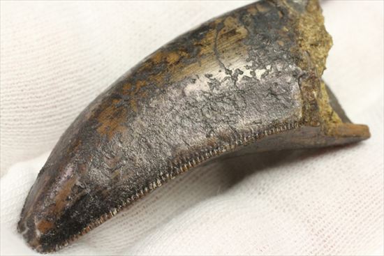インナーセレーションの保存状態抜群！ルート部に厚みのあるティラノサウルス歯(Tyrannosaurus)（その12）