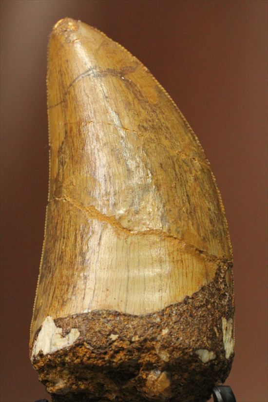 太いルートが特徴!カルカロドントサウルスの歯化石(Carcharodontosaurus)(その1)