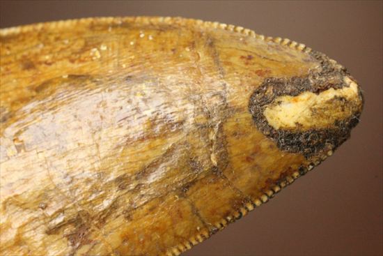 太いルートが特徴!カルカロドントサウルスの歯化石(Carcharodontosaurus)(その11)