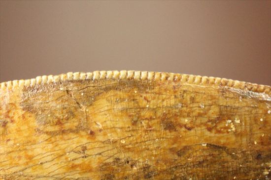 太いルートが特徴!カルカロドントサウルスの歯化石(Carcharodontosaurus)(その12)