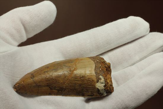太いルートが特徴!カルカロドントサウルスの歯化石(Carcharodontosaurus)(その13)