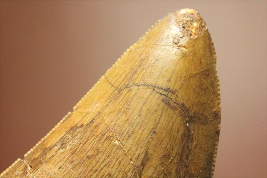 太いルートが特徴!カルカロドントサウルスの歯化石(Carcharodontosaurus)(その14)