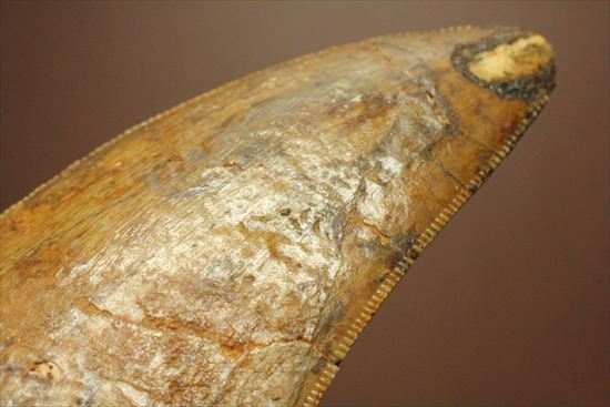 太いルートが特徴!カルカロドントサウルスの歯化石(Carcharodontosaurus)(その15)
