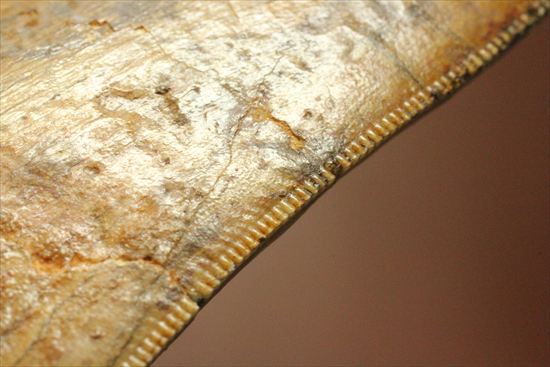 太いルートが特徴!カルカロドントサウルスの歯化石(Carcharodontosaurus)(その16)
