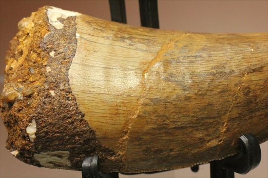 太いルートが特徴!カルカロドントサウルスの歯化石(Carcharodontosaurus)(その17)