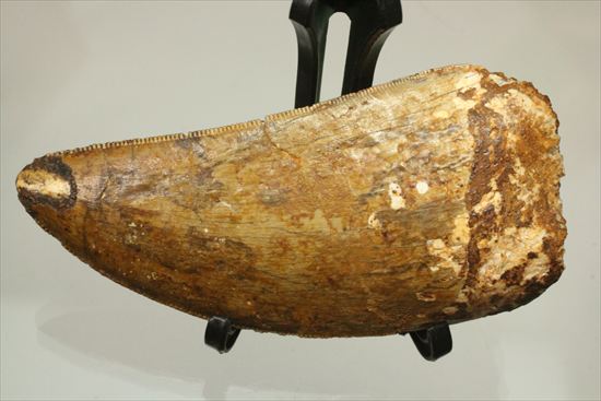太いルートが特徴!カルカロドントサウルスの歯化石(Carcharodontosaurus)(その18)