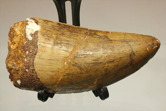 太いルートが特徴!カルカロドントサウルスの歯化石(Carcharodontosaurus)(その19)