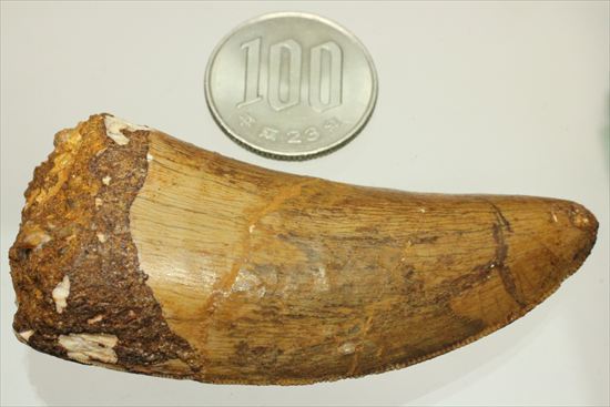 太いルートが特徴!カルカロドントサウルスの歯化石(Carcharodontosaurus)(その20)