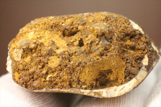 太いルートが特徴!カルカロドントサウルスの歯化石(Carcharodontosaurus)(その4)