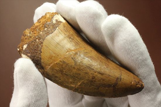太いルートが特徴!カルカロドントサウルスの歯化石(Carcharodontosaurus)(その5)
