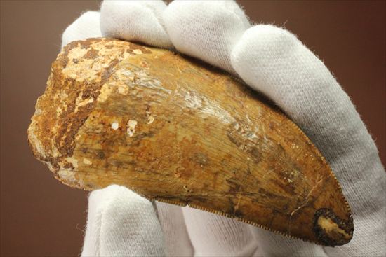 太いルートが特徴!カルカロドントサウルスの歯化石(Carcharodontosaurus)(その6)