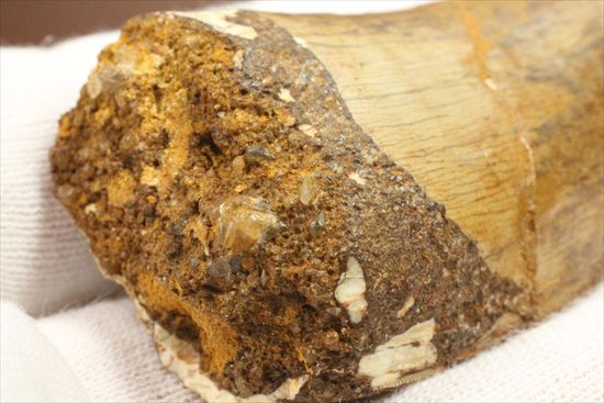 太いルートが特徴!カルカロドントサウルスの歯化石(Carcharodontosaurus)(その7)