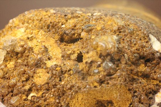 太いルートが特徴!カルカロドントサウルスの歯化石(Carcharodontosaurus)(その8)