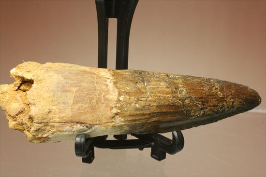 大ぶりできれい！両面に縦の筋模様が保存された、スピノサウルスの歯化石(Spinosaurus)（その4）