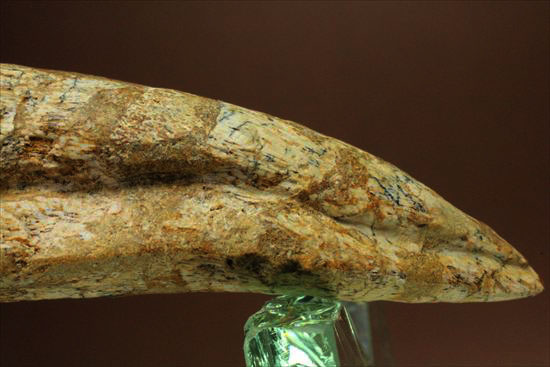 ロングカーブ12ｃｍオーバー！巨大で希少なスピノサウルスのフットクロウ化石(Spinosaurus Foot Claw)（その6）