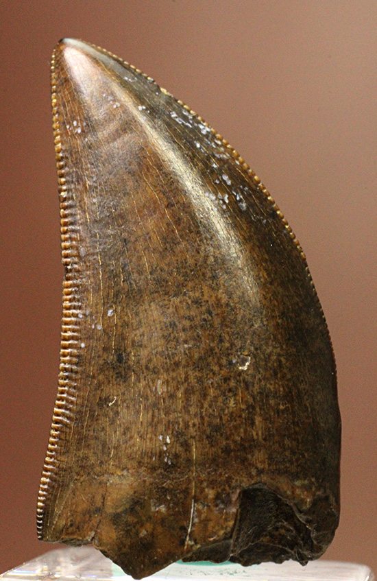 エナメル質good!セレーション保存状態good!ティラノサウルス幼体歯(Tyrannosaurus)(その1)