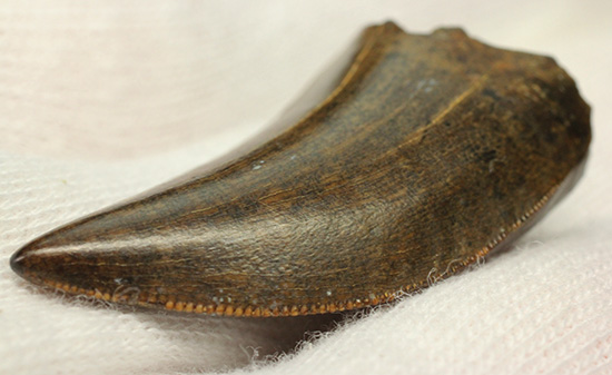 エナメル質good!セレーション保存状態good!ティラノサウルス幼体歯(Tyrannosaurus)(その10)