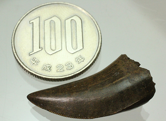 エナメル質good!セレーション保存状態good!ティラノサウルス幼体歯(Tyrannosaurus)(その11)