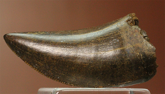 エナメル質good!セレーション保存状態good!ティラノサウルス幼体歯(Tyrannosaurus)(その2)