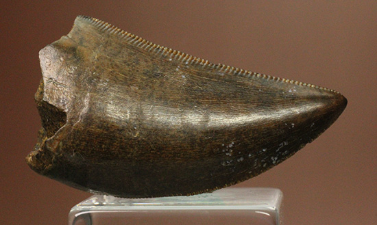 エナメル質good!セレーション保存状態good!ティラノサウルス幼体歯(Tyrannosaurus)(その3)