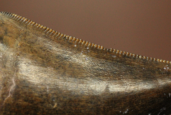 エナメル質good!セレーション保存状態good!ティラノサウルス幼体歯(Tyrannosaurus)(その4)