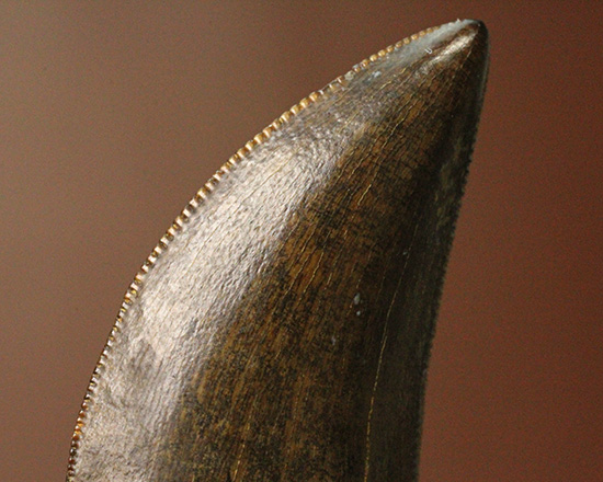 エナメル質good!セレーション保存状態good!ティラノサウルス幼体歯(Tyrannosaurus)(その5)