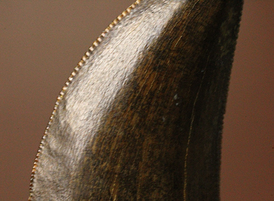 エナメル質good!セレーション保存状態good!ティラノサウルス幼体歯(Tyrannosaurus)(その6)