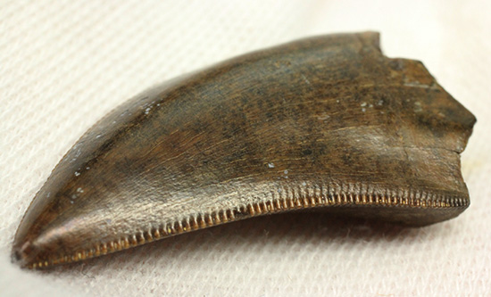 エナメル質good!セレーション保存状態good!ティラノサウルス幼体歯(Tyrannosaurus)(その9)