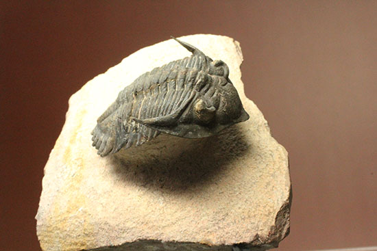 モロッコ三葉虫メタカンティナ (Metacanthina)(その13)