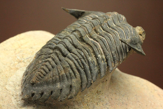 モロッコ三葉虫メタカンティナ (Metacanthina)(その17)